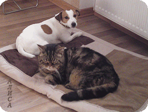 З власного досвіду можу розповісти наступне