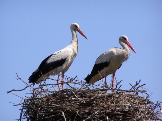 Допомога зайвою не буде