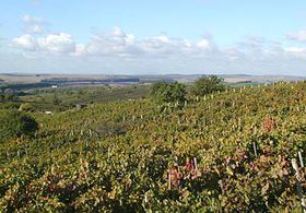 Цілий тиждень маленькому Вацлаву було дуже погано від вина, і коли він подорослішав, багато йому часто нагадували про цей момент