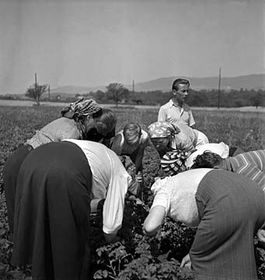 Фото: ЧТК   Картопляний листоед, напружено очікуваний всю війну, з'явився в Чехословаччині лише в липні 1945 року