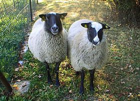 Фото: Клуб розвідників романівських овець   Петро Зайічек, один з керівників клубу розвідників романівських овець в Чехії, розводить грубошерстних романівських овець уже 20 років і зізнається, що анітрохи не шкодує про свій вибір