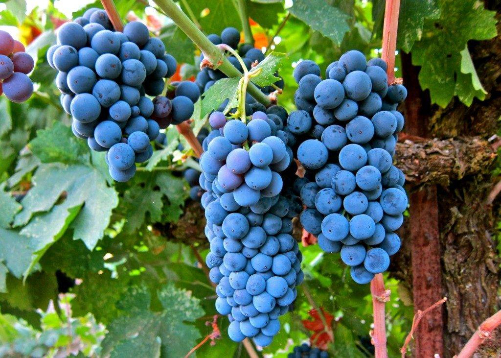 Будь-який, навіть початківець, виноградар знає, що вирощування винограду - це справа прибуткова