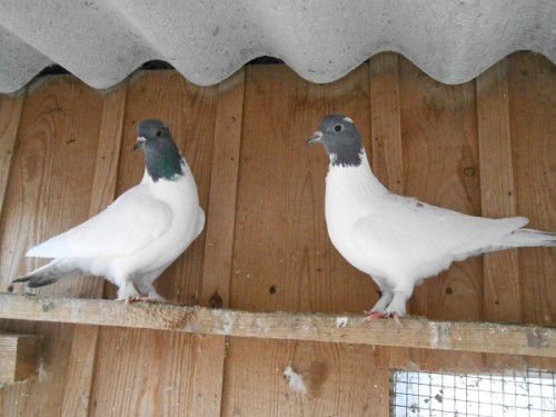 Іранські бійні голуби - це віддані птиці, які радують свого господаря чудовим віртуозним тривалим польотом
