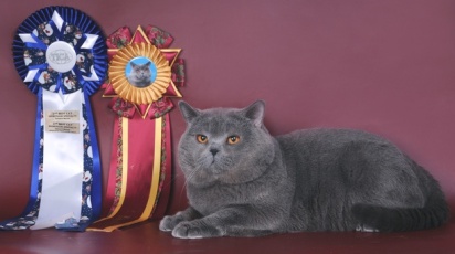Чистокровна Британська голубокремовая кішка (блакитна черепашка)