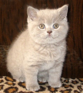 Так виглядає справжній брітанаскій кошеня, на фото місячна британська кішечка голубого окраса - дружнього розплідника