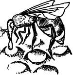 Мед і здоров'я   Бджола дає можливість виліковувати всі наші хвороби
