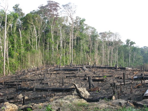 деградація лісів