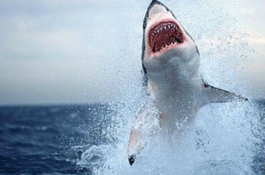 12 вересня 2011, 8:34 Переглядів:   У Росії хижа акула нападає на відпочиваючих