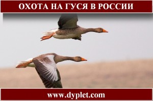 Нові правила полювання в Росії забороняють полювати на гусей за допомогою електронних пристроїв, які відтворюють звуки птахів, тобто звичайні електронні манки