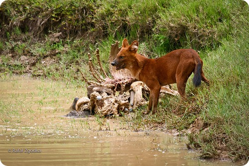 Червоні вовки полюють на них зграями, причому досить ефективно: намагаються загнати свою жертву в пастку - на край прірви, берег річки або полій