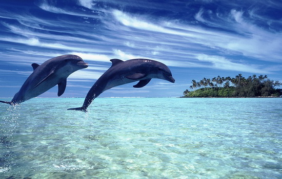 Дельфіни живуть в усьому Світовому океані, включаючи і внутрішні моря