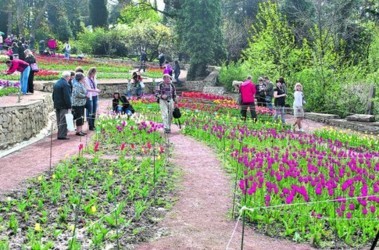4 травня 2011, 10:15 Переглядів:   У Нікітському ботанічному саду
