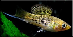 Гірський мечоносець (Xiphophorus nezahualcoyotl) - рибка пофарбована в кремово-жовті тони, на боках проявляється крапка і звивисту лінійність, Луска при певному падінні світла переливаються фіолетом