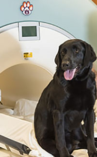 Магнітно-резонансна томографія (МРТ) - це один з найбільш високоінформативних методів діагностики, в основі якого лежить принцип магнітного резонансу ядер водню