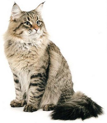 Сибірські кішки славляться своїми значними розмірами