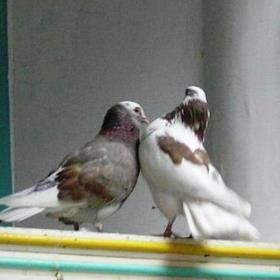 Пара голубів, які опинилися в кімнаті, означають любов і благополуччя