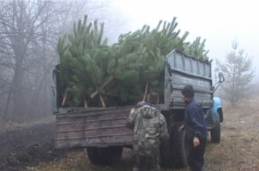 16 листопада 2009, 18:17 Переглядів:   Півтисячі українців ледь не залишилися без ялинок на Новий рік