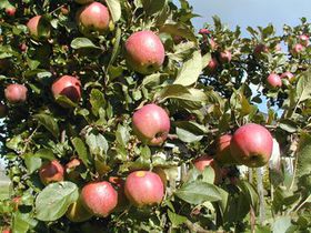 У садах додатково поливали фруктові дерева лише в третині земледельскіе компаній