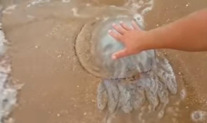 На Азовському узбережжі Криму - нашестя великих медуз
