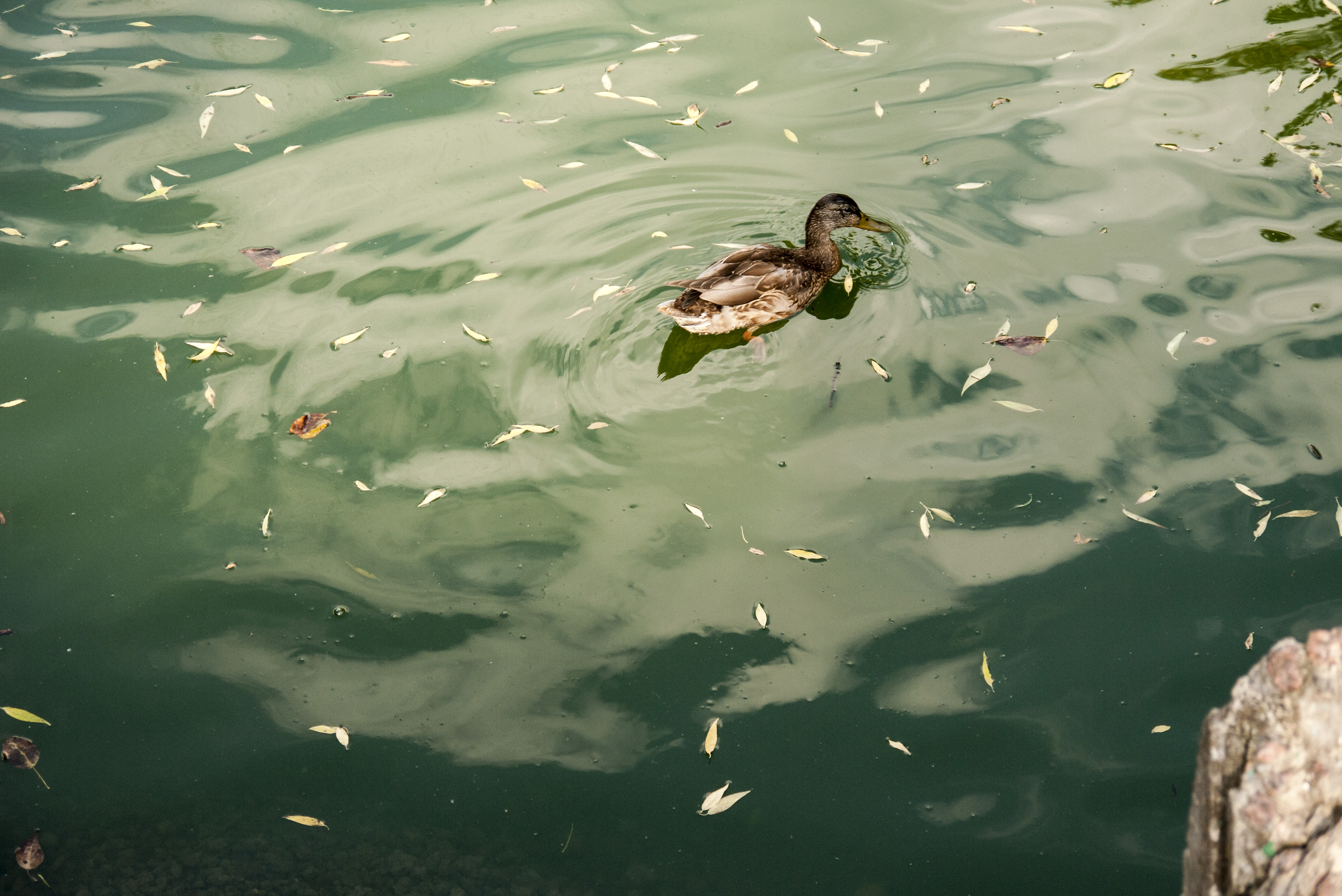 Сам ставок з качками теж зелений, білими, кажуть, були лебеді, але я їх не бачив
