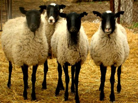 Романовська порода овець