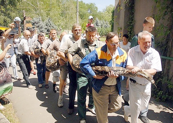 Для цього підставили свої плечі десять міцних чоловіків, очолили процесію директор зоопарку Володимир Топчій і мер Миколаєва Володимир Чайка