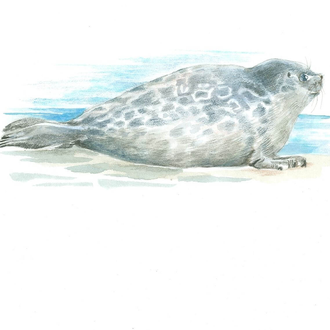 Саме тому в англійській мові ларга називається «spotted seal» - «плямистий тюлень»