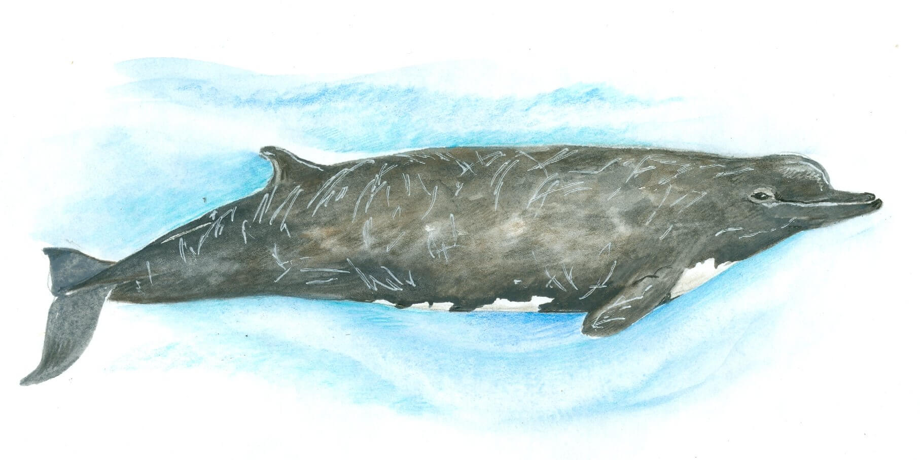 Калан по-англійськи «sea otter», що перекладається як «морська видра», що зрозуміло, адже обидва види відносяться до сімейства куницевих і підродини видрових