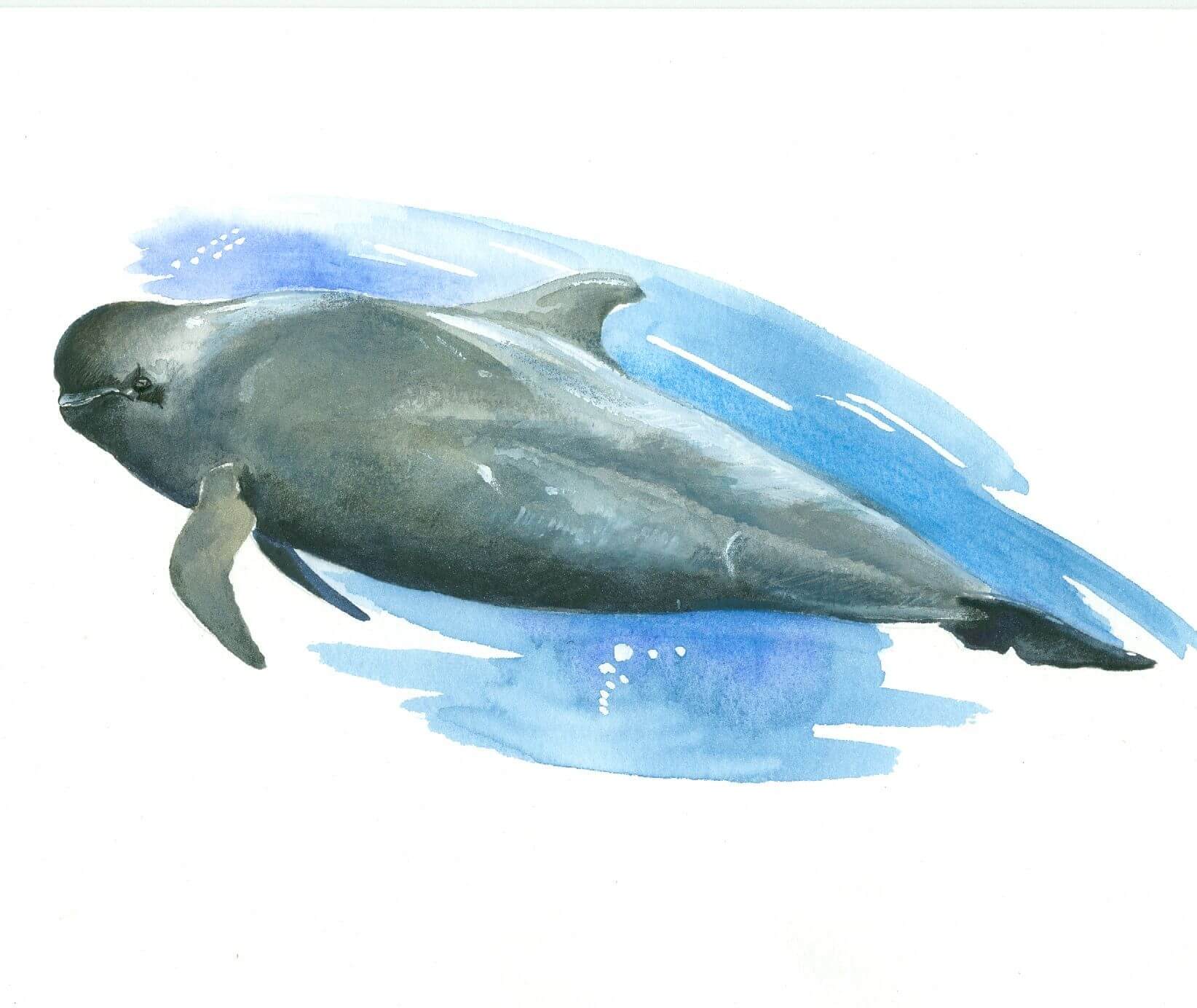 На честь Антуана Рісс вид отримав англійська назва «Risso's dolphin» - «дельфін Рісс»